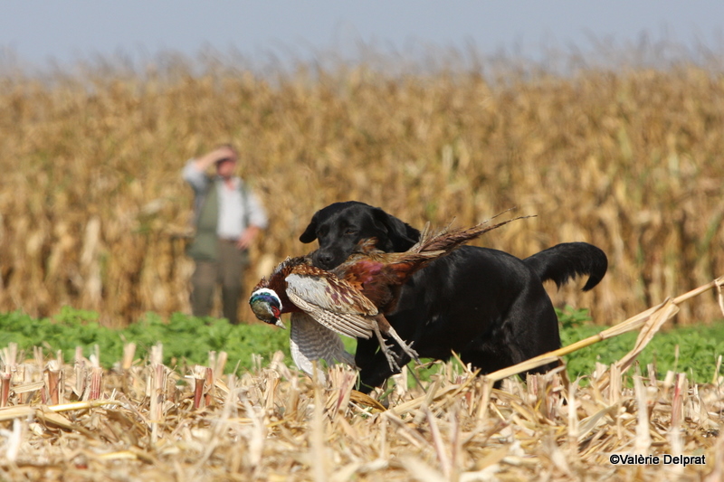 Field Erstein 09 (172).JPG